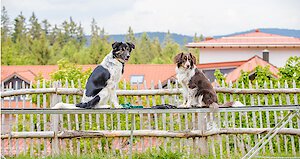 Hunde sind im Hotel Waldeck herzlich willkommen